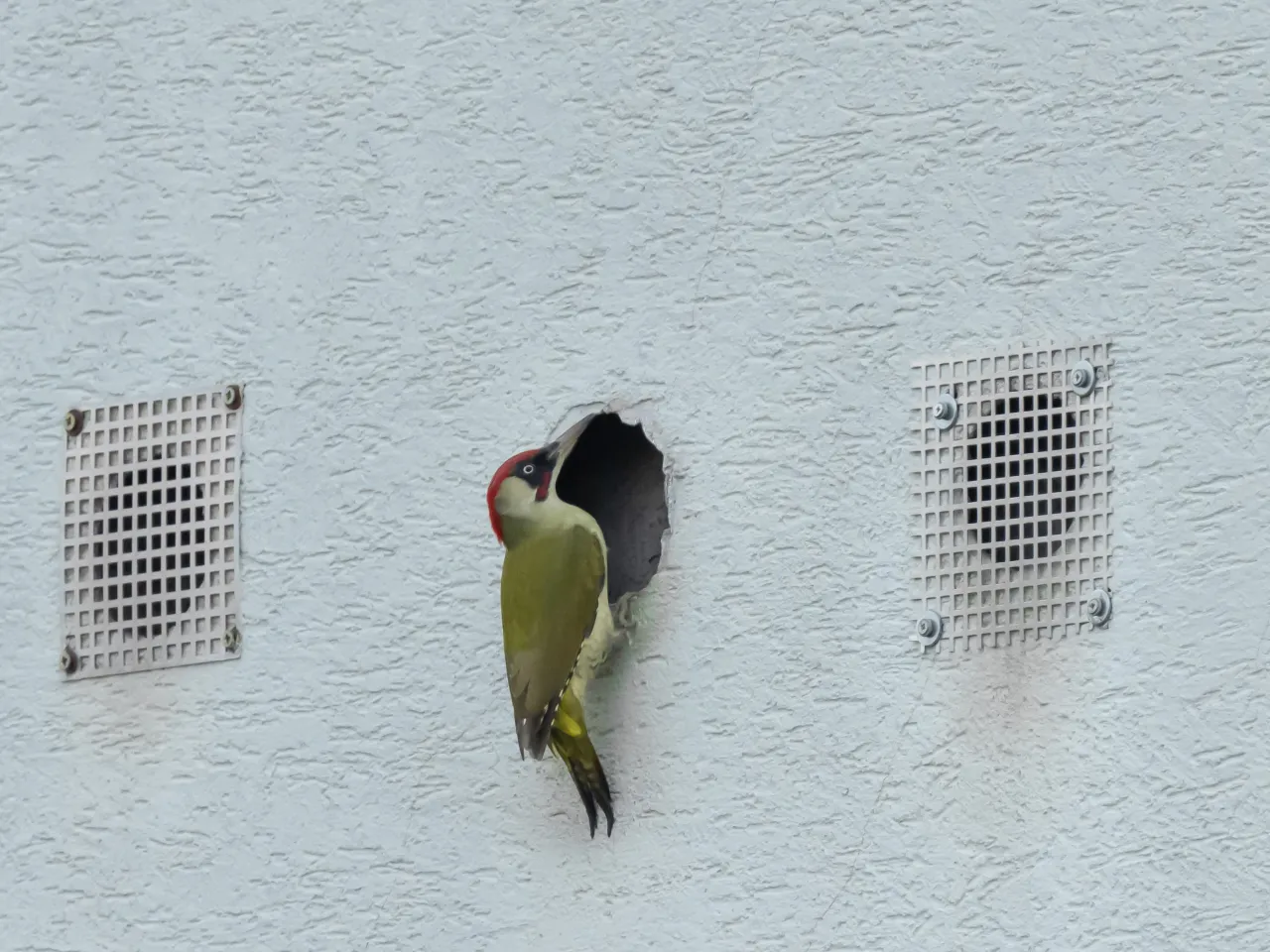 Miejsca noclegowe małych ptak&oacute;w w mieście