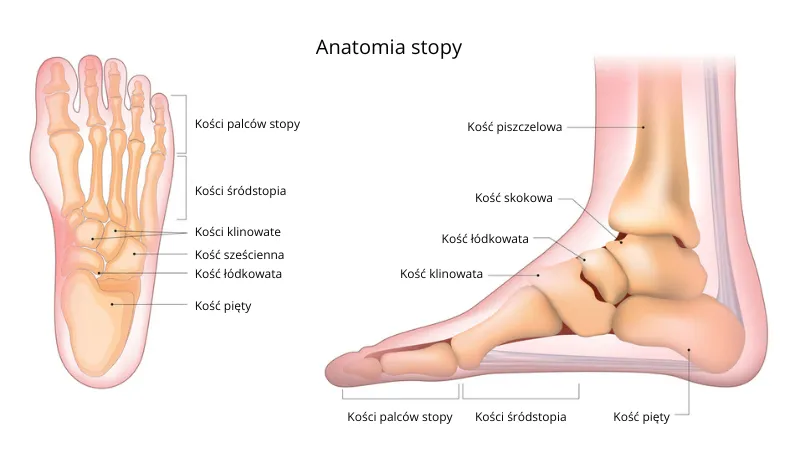Anatomia stopy z zaznaczonymi obszarami bólu