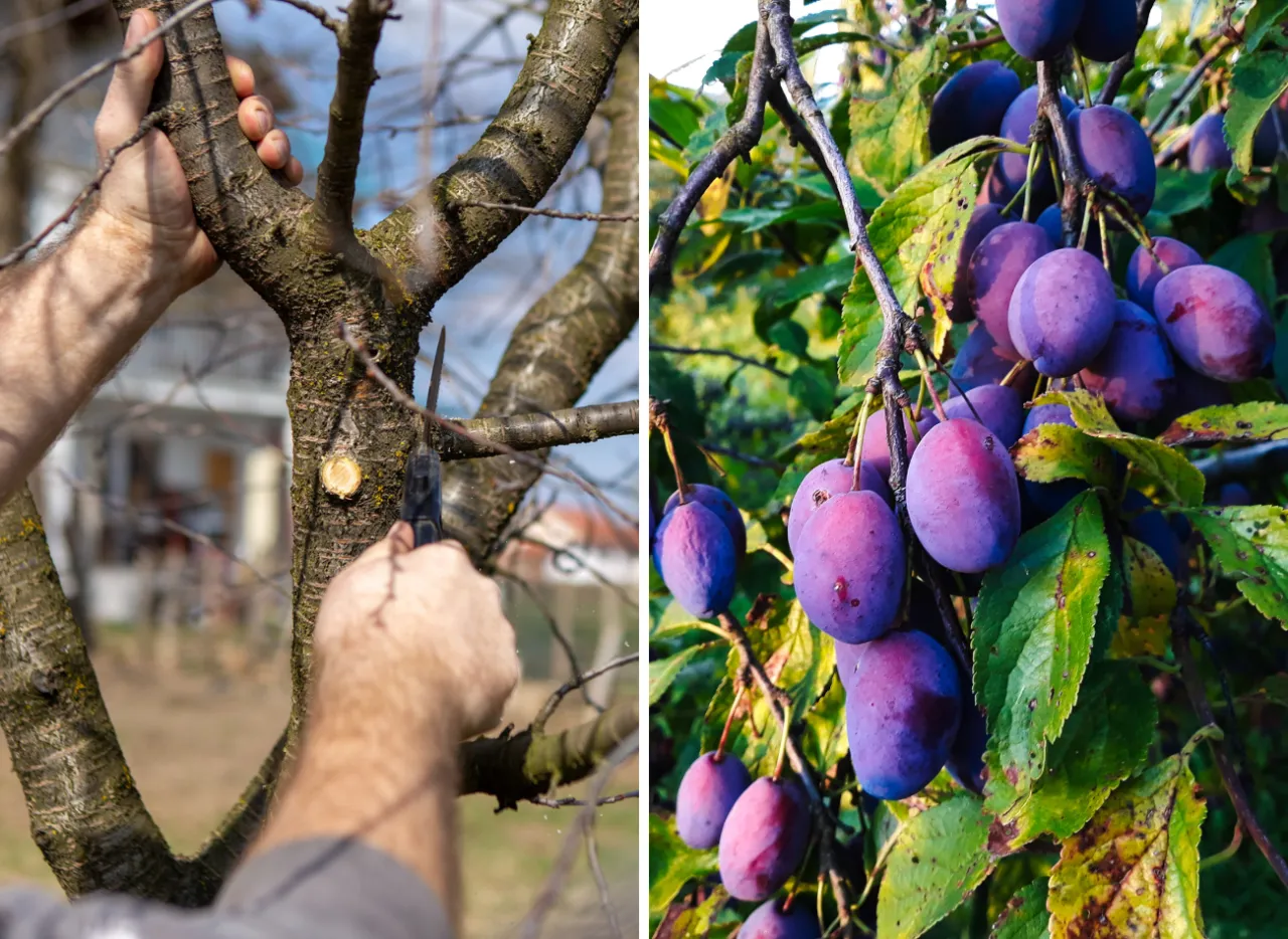 Przycinanie śliwy węgierki latem