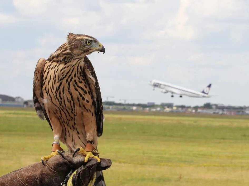Sokolnik na lotnisku z ptakiem drapieżnym