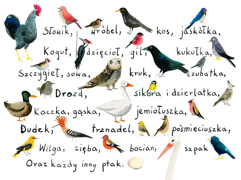 Ptasie radio ilustracje ptaki