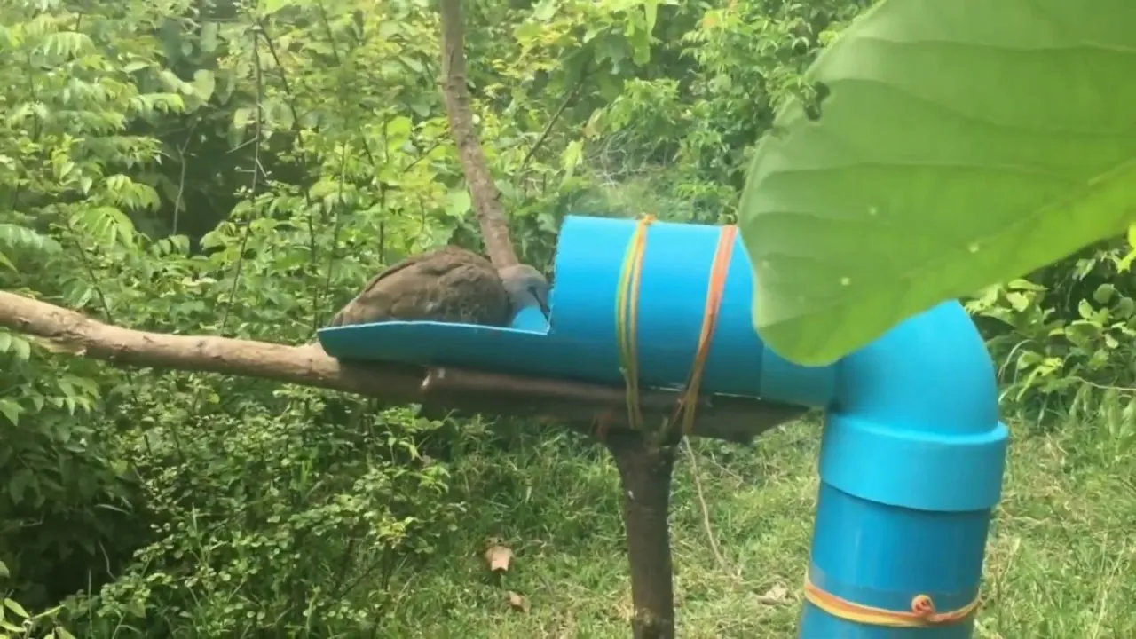 Humanitarna pułapka żywołowna na małego ptaka z butelki PET