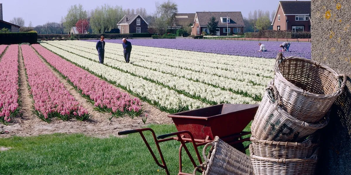 praca w Holandii różne branże