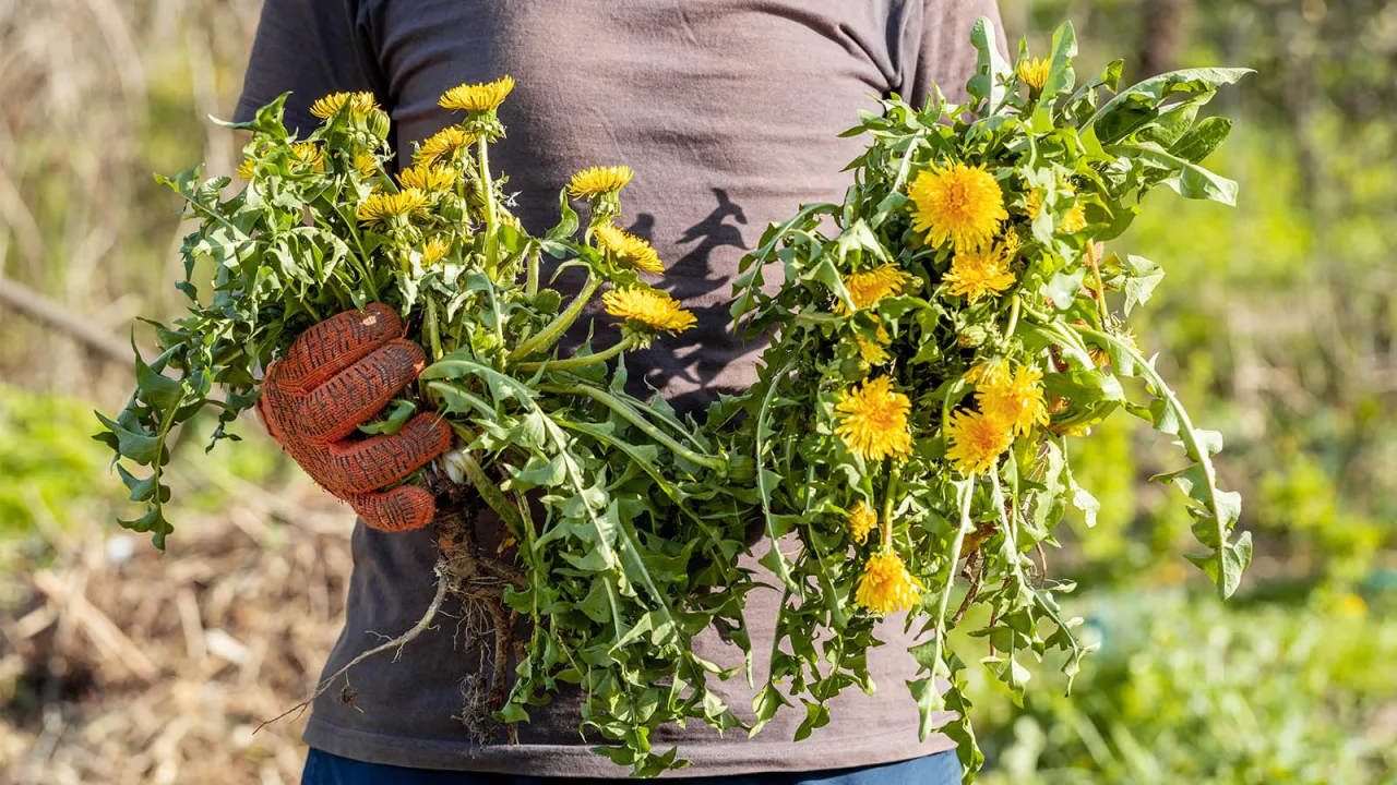 Ręce w rękawiczkach trzymają naręcza mniszka lekarskiego. To idealny czas, by dowiedzieć się, jakie zioła zbierać w czerwcu.
