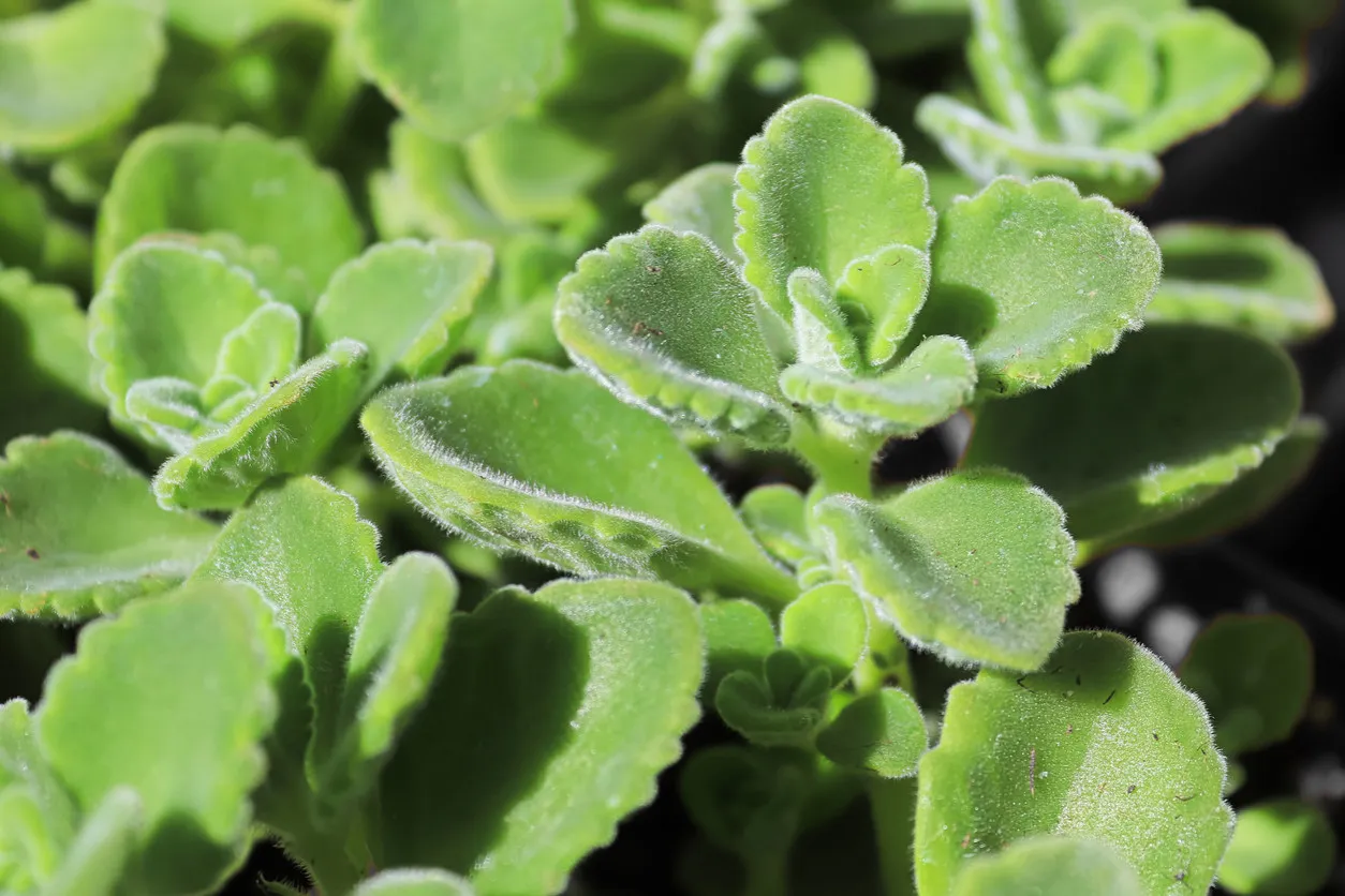 Kubańskie oregano, znane też jako 