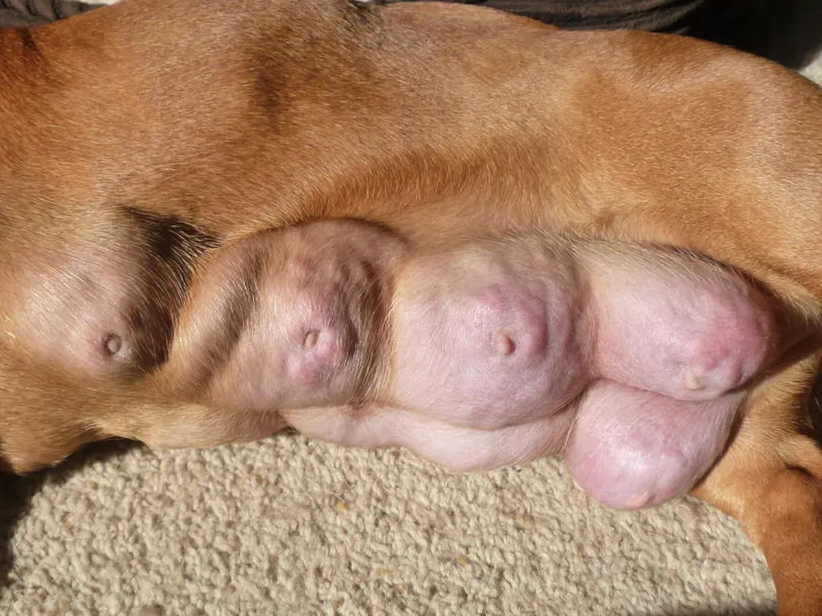 Zapalenie sutka u suki