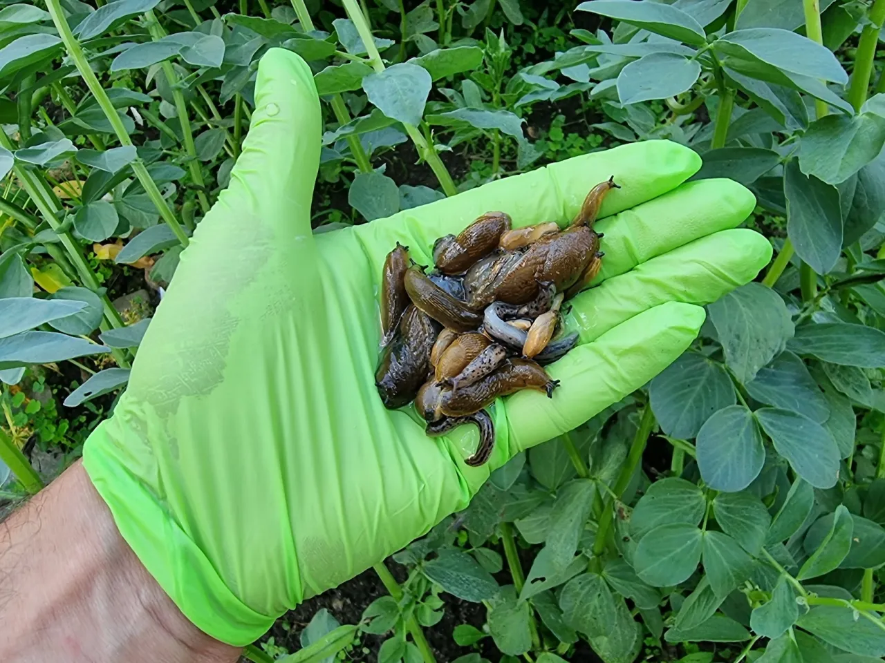 Ślimak nagie w ogrodzie szkodnik