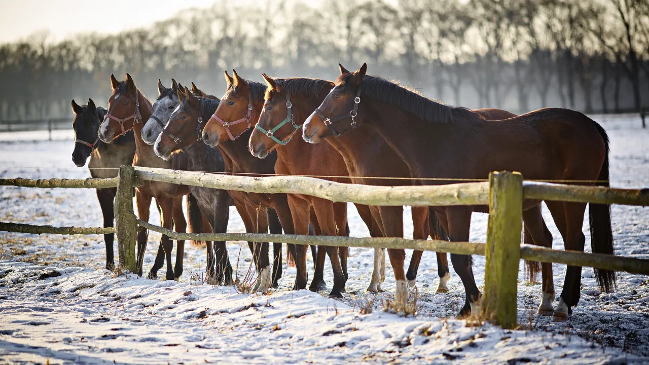 Stadnina Koni Bielin mapa dojazdu