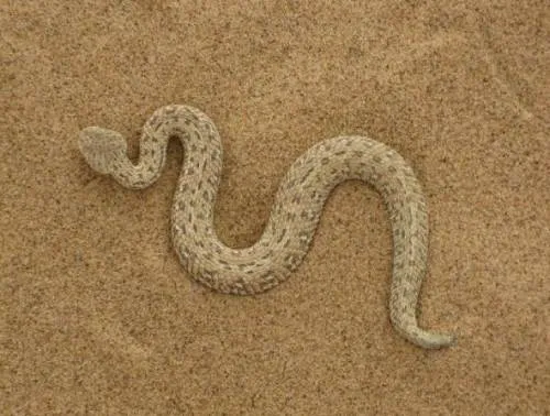 wąż z resztkowymi kończynami