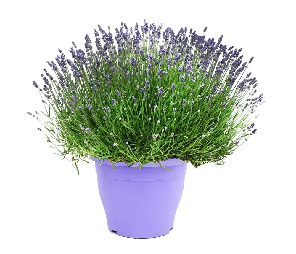 lawenda w doniczce odmiany hidcote blue essence purple