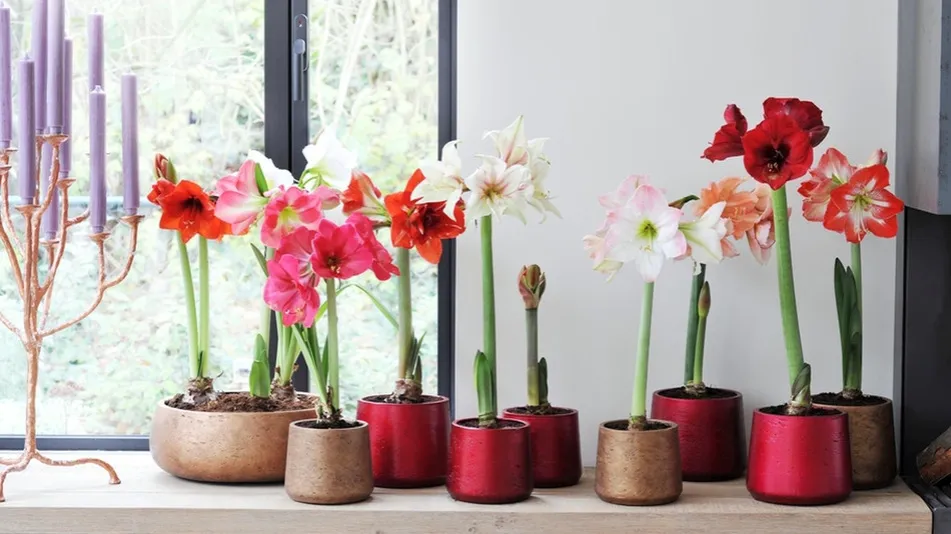 amarylis w chłodnym jasnym miejscu