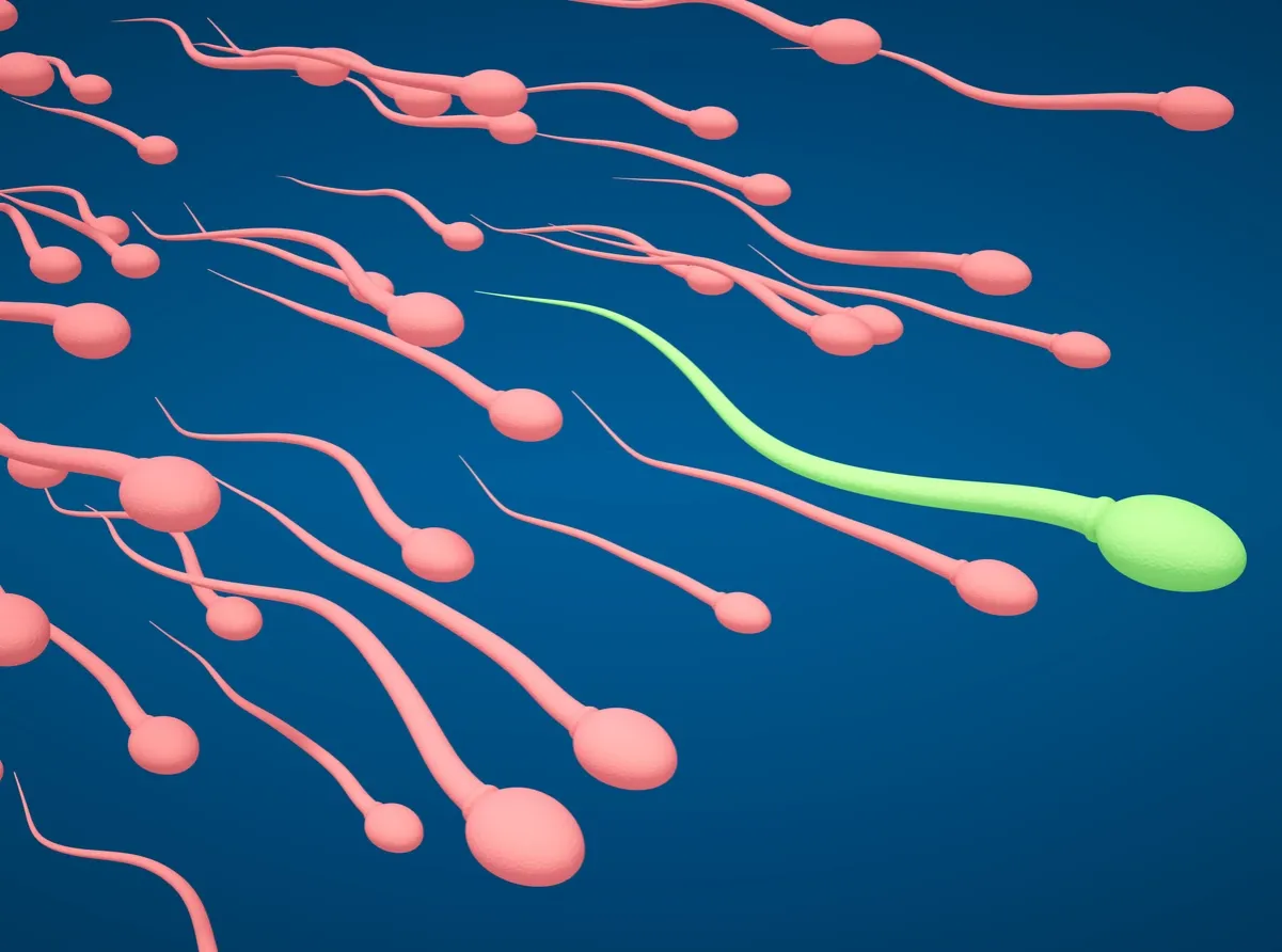Mikroskop i kom&oacute;rka jajowa z plemnikiem ICSI