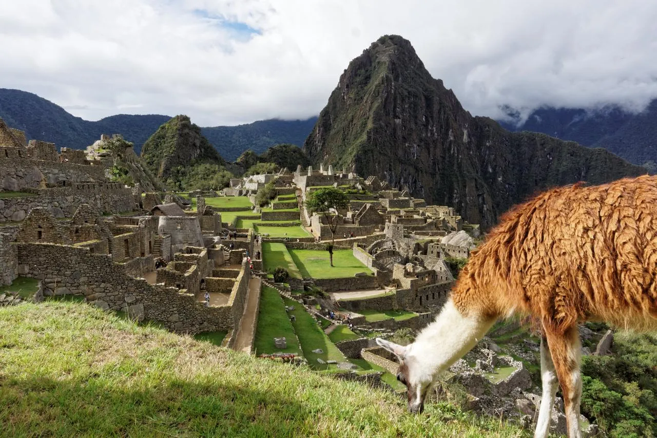 Machu Picchu, najpiękniejsze miejsce na ziemi, z lamą pasącą się na pierwszym planie.