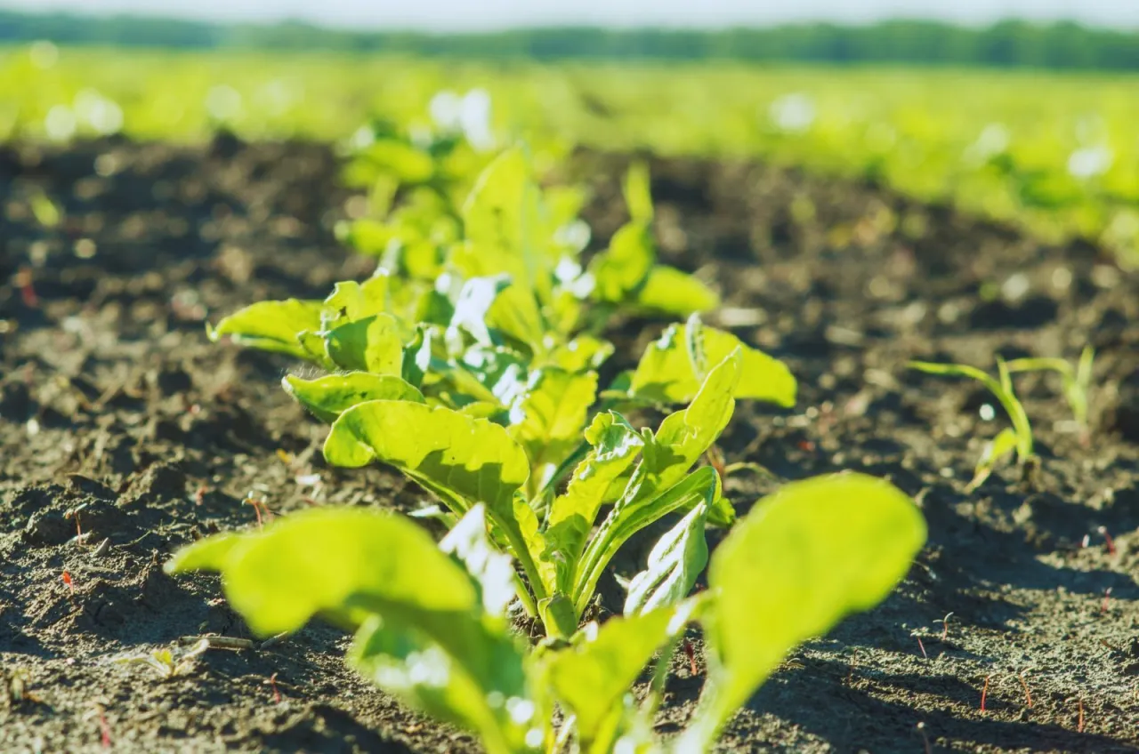 oprysk herbicydem na chwasty