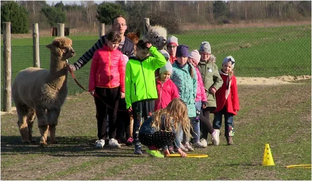 dziecko delikatnie głaszczące alpakę podczas zajęć terapeutycznych
