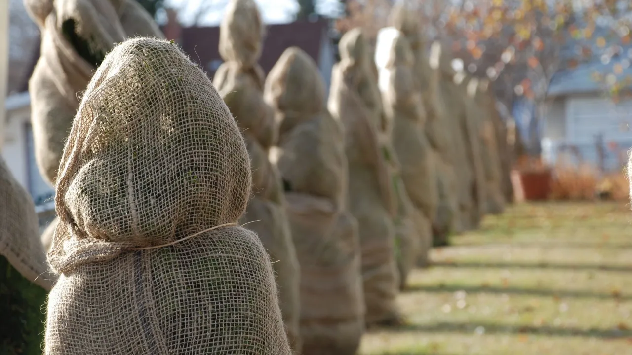 Rząd roślin owiniętych jutą, przygotowanych do zimy. Tak okrywa się katalpę na zimę, chroniąc ją przed mrozem.
