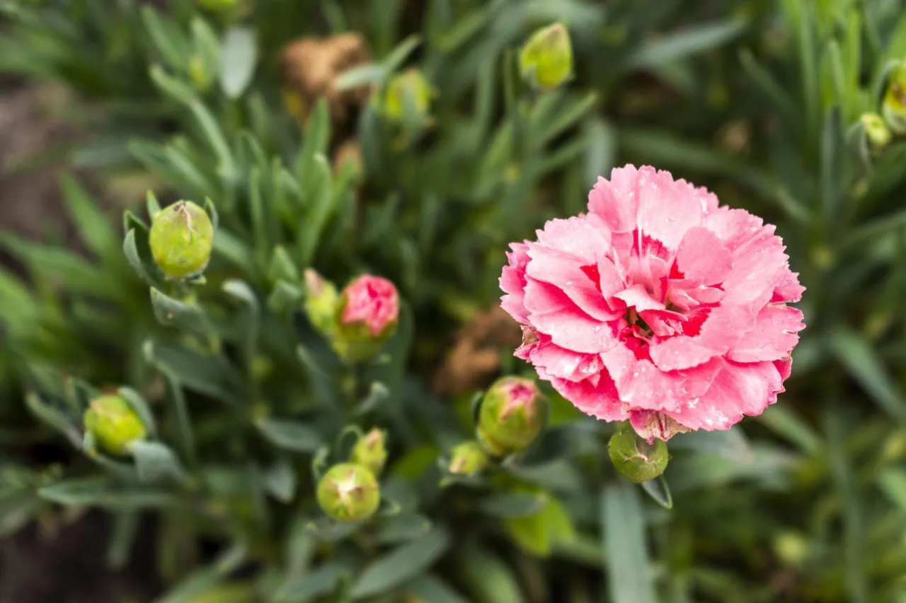r&oacute;żnorodność goździk&oacute;w ogrodowych