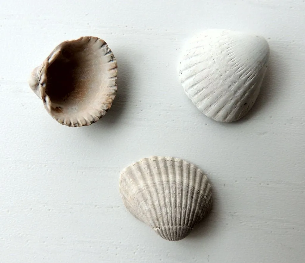 rodzaje muszli Bałtyk