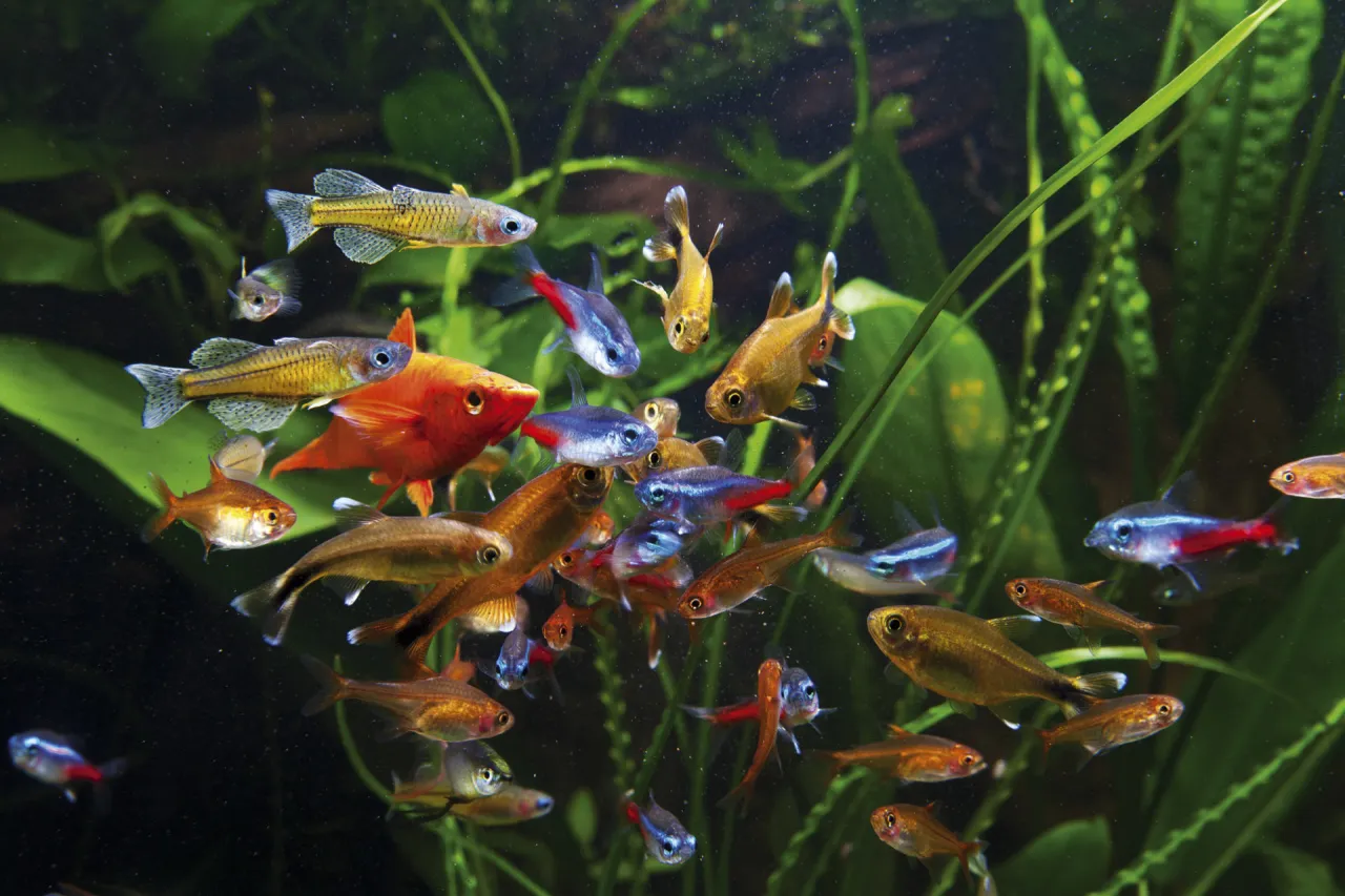 Rodzaje ryb akwariowych i ich dieta