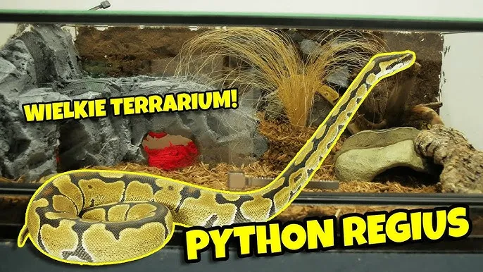 wąż zbożowy pyton królewski boa dusiciel w terrarium