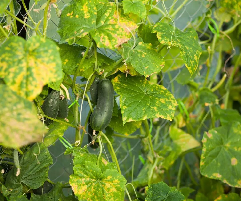 choroby i szkodniki ogórków na balkonie mączniak mszyce