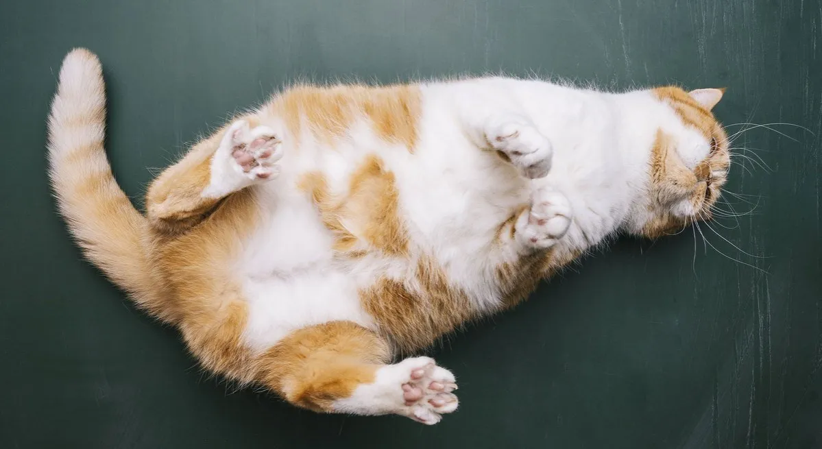 kotka w rui postawa lordozy