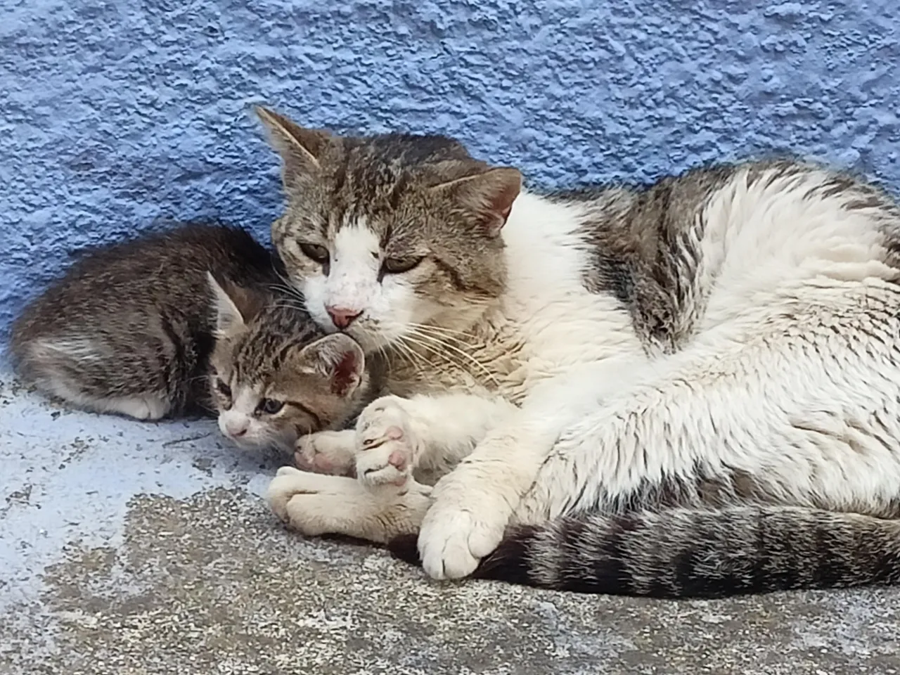 kocur opiekujący się kociętami