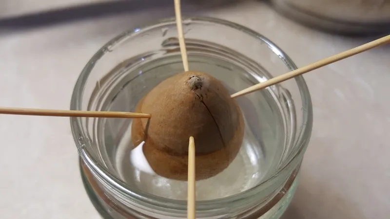 awokado kiełkujące w wodzie na wykałaczkach