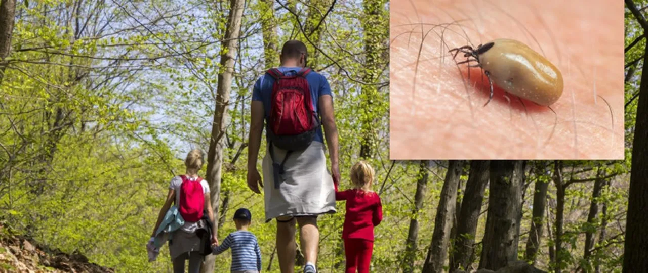 osoba w lesie w ochronnym ubraniu przed kleszczami i repelentem