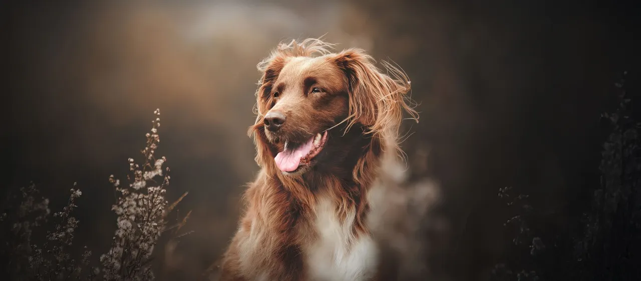 zdrowy pies lśniąca sierść