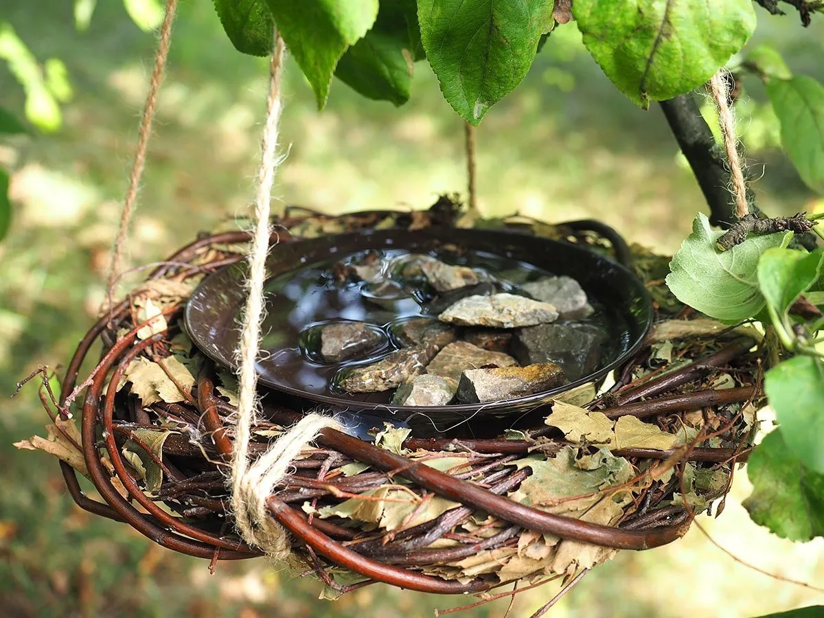 poidło dla ptaków, budka lęgowa, krzewy owocowe dla ptaków