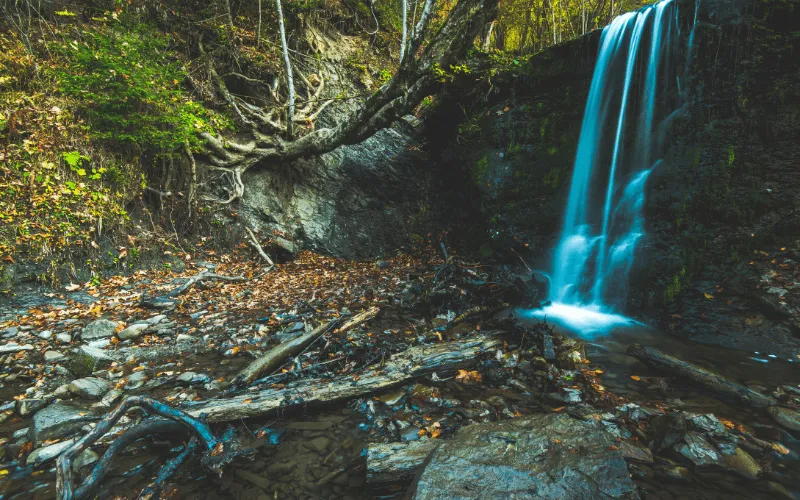 Bieszczady dzika przyroda
