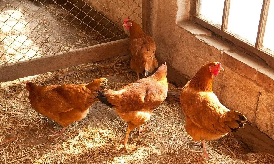 etyczne aspekty chowu kur niosek