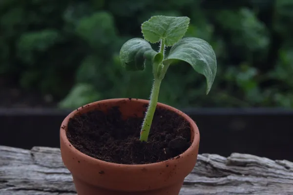 sadzonki dyni w doniczkach