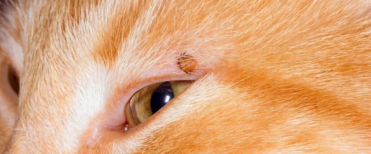 Kot z kleszczem na skórze