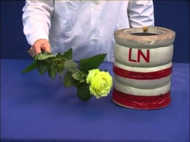 eksperymenty ciekły azot mrożenie kwiat