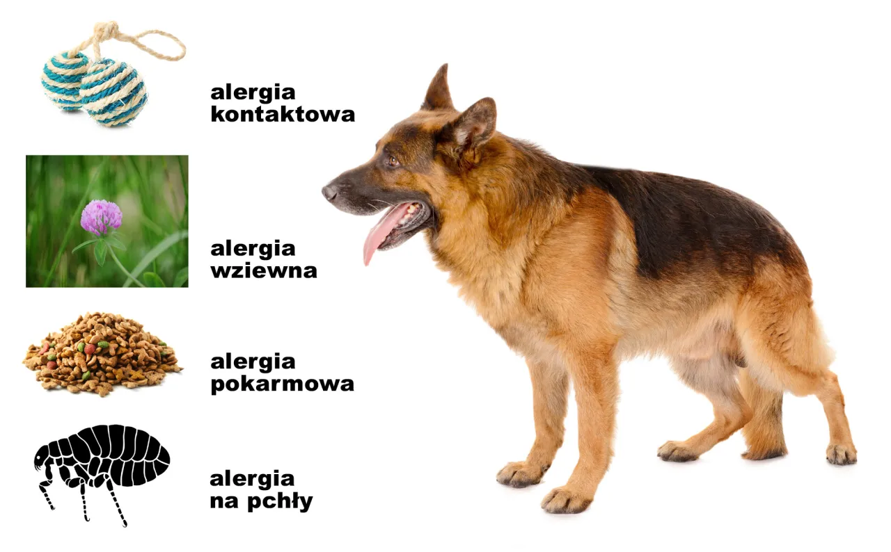 najczęstsze alergeny w karmie dla psów