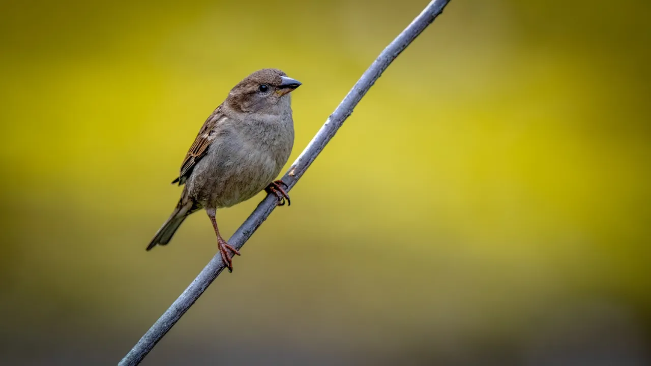 Wróbel karmiący pisklęta