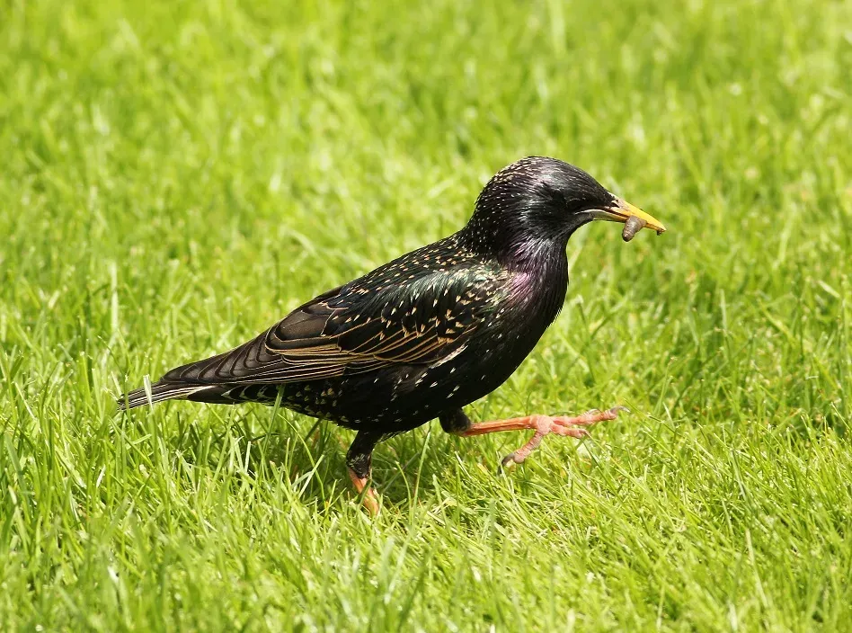ptaki dziobiące trawnik kretowisko