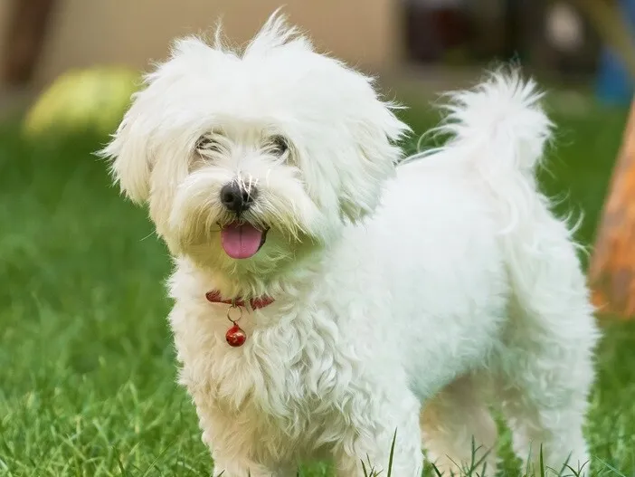 maltańczyk bawi się z innym psem