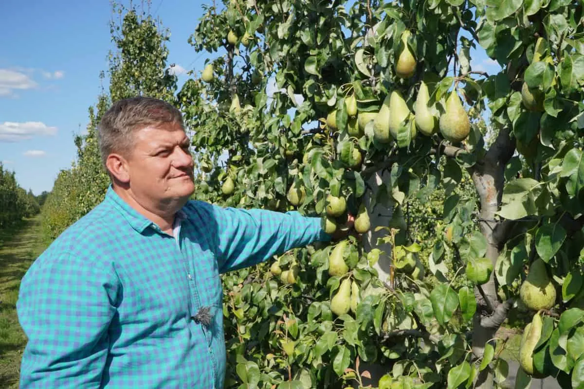 Mężczyzna w kratę stoi przy drzewie obwieszonym owocami. To piękny, dojrzały sad gruszowy, pełen soczystych gruszek.
