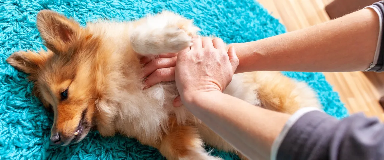 Szczeniak u weterynarza po reanimacji