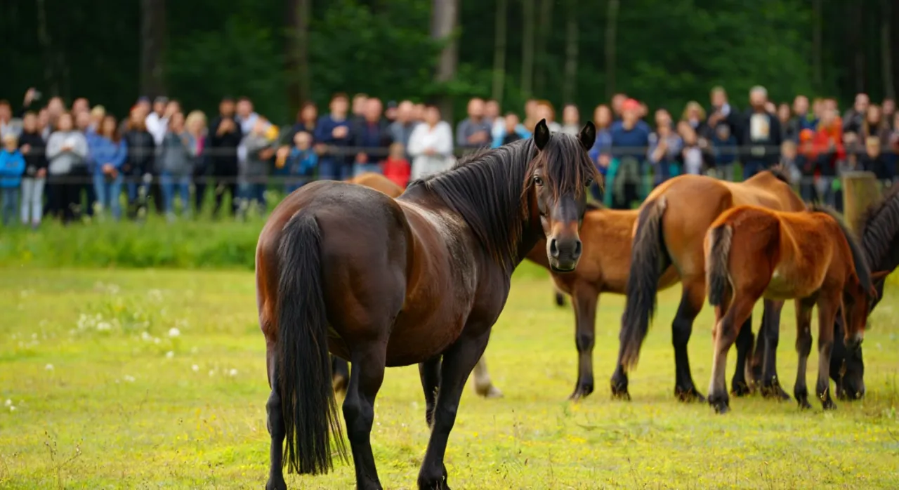 Koń w Puszczy Białowieskiej