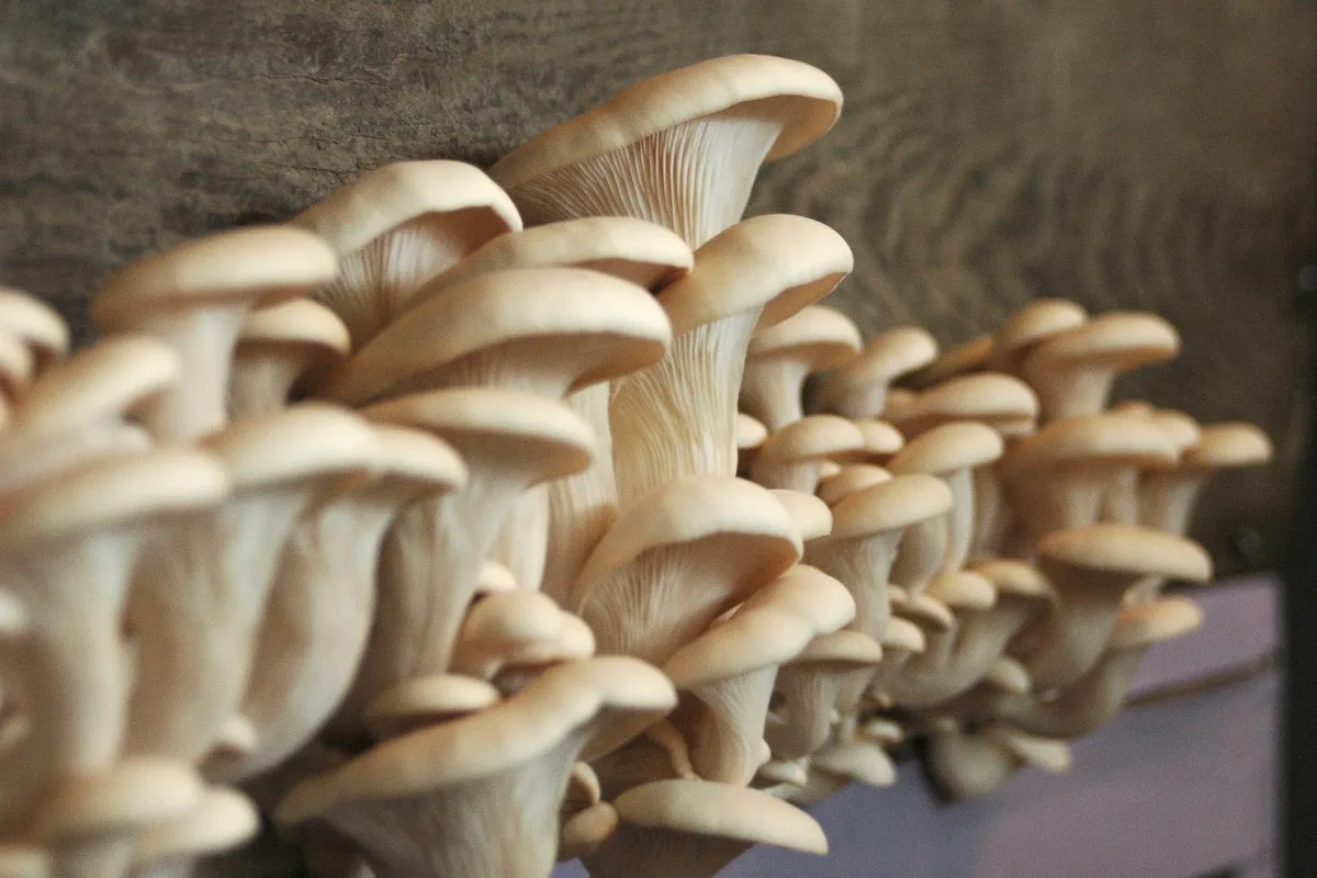 r&oacute;żne rodzaje boczniak&oacute;w w koszyku