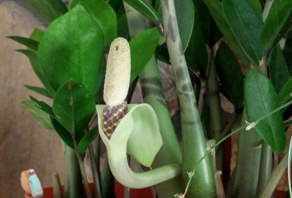 kwiat zamiokulkasa jak wygląda