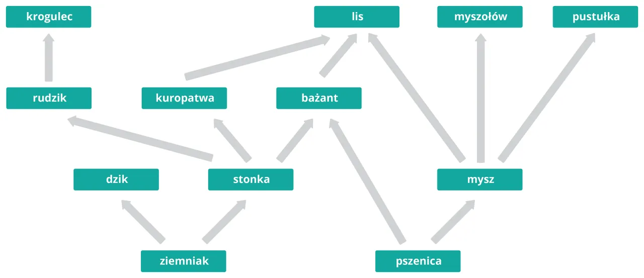 sieć pokarmowa złożony ekosystem grafika