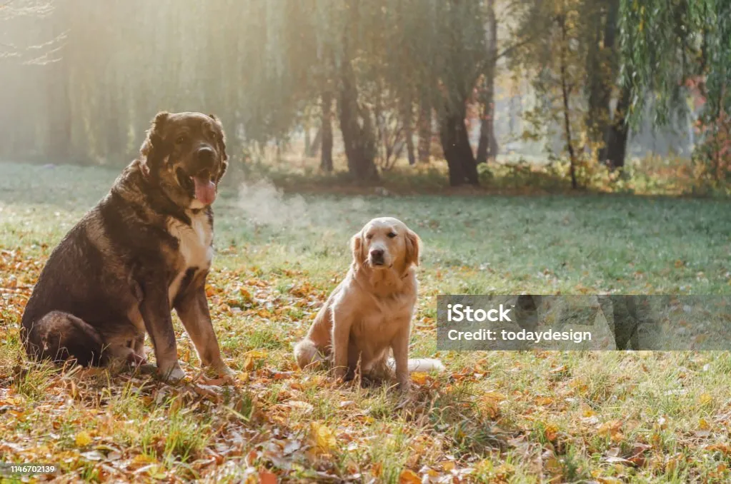 golden retriever na spacerze w parku