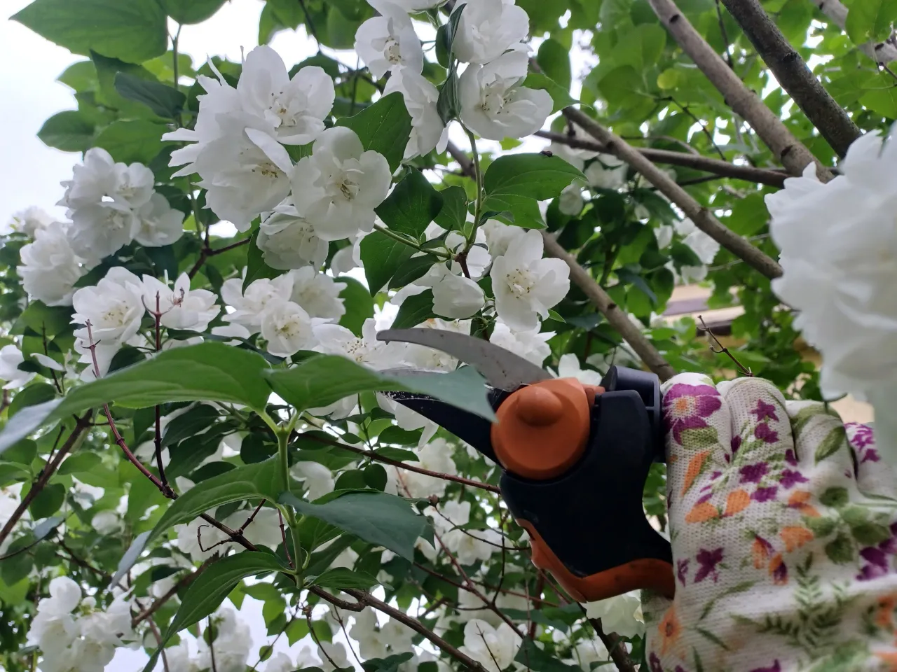 Rękawiczka w kwiaty i sekator gotowe do pracy. Czas dowiedzieć się, jak przycinać jaśmin, by pięknie kwitł.