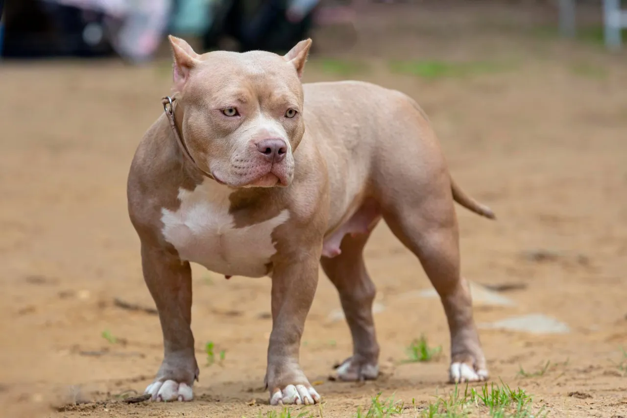 szczęśliwy właściciel psa pierwotnego