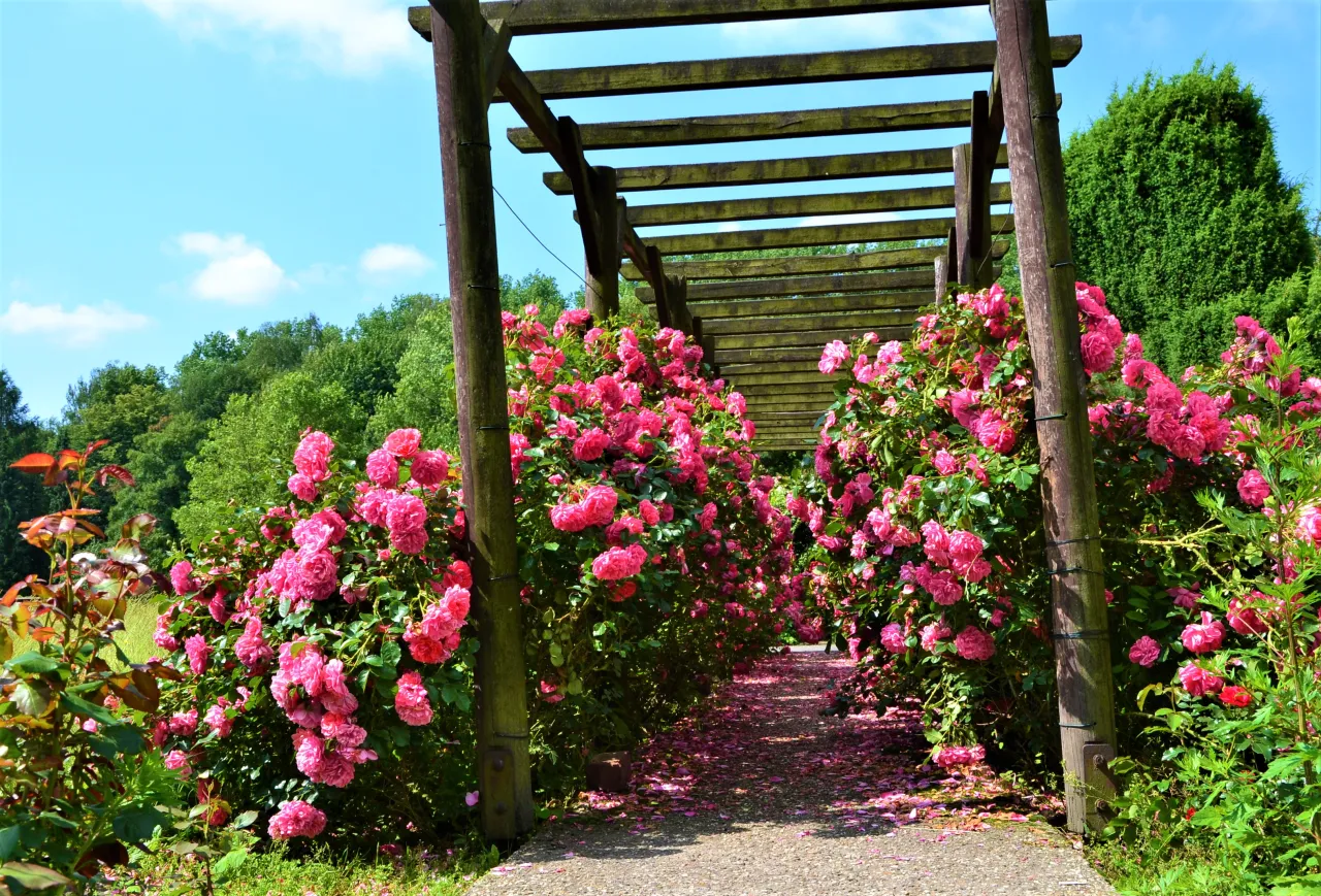 Rosarium Park Śląski najpiękniejsze odmiany róż